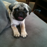 yet another fan of "mega couch"